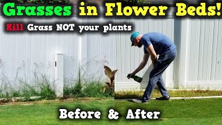 Kill GRASSES IN YOUR FLOWER BEDS! Grass b gon review