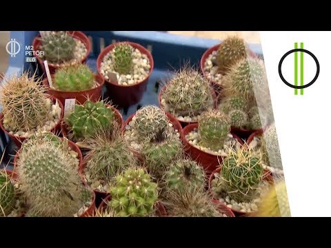 Videó: Kaktuszok - Házi Kaktuszok Típusai, Termesztése, Gondozása, Szaporodása, Virágzás