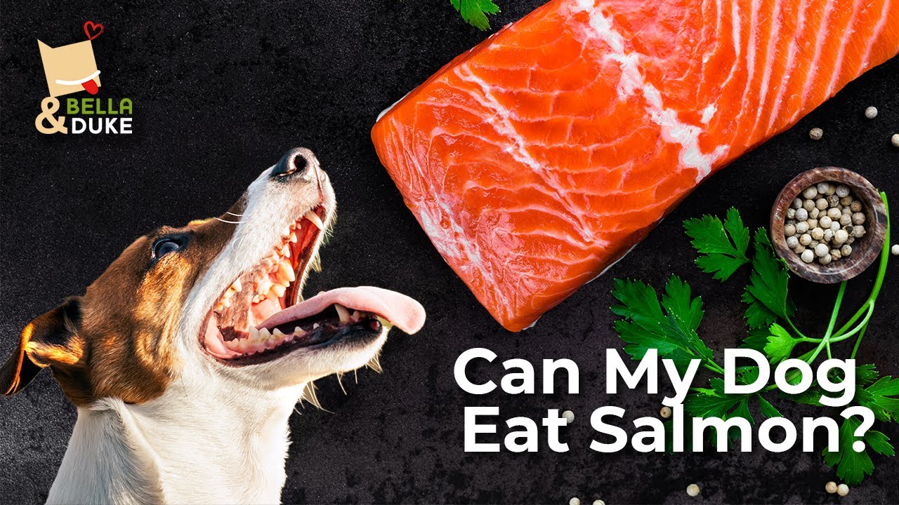dog ate salmon
