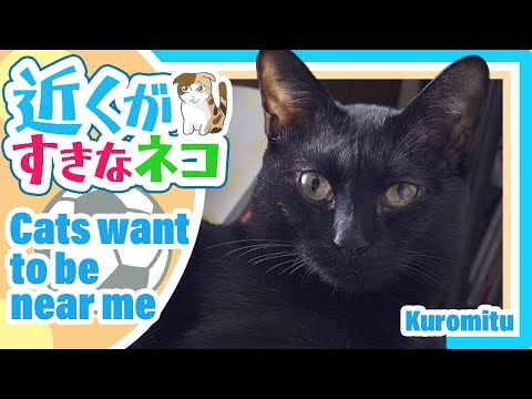 近くが好きな猫