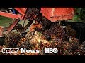 Norway Learned To Stop Eating The Rainforest (HBO)