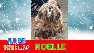 Christmas Rescue: a dog was neglected for TWO YEARS and finally someone called Hope For Paws ❤