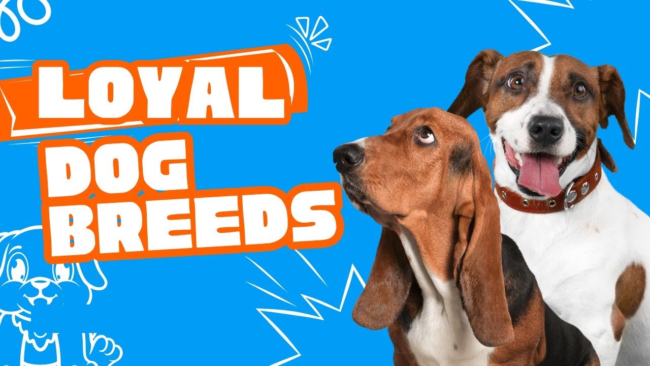 Top 10 Most Loyal Small Dog Breeds - YouTube