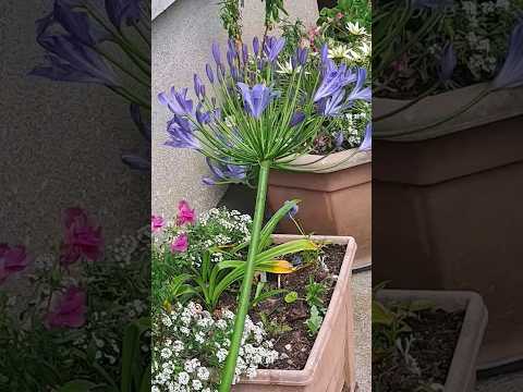 Agapanthus flower in