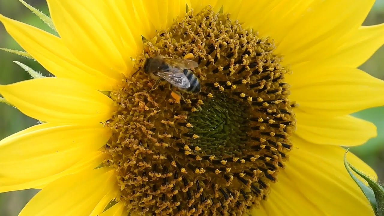 The beauty of nature - the honey bee full HD Video with relax music