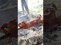 POV: BIRTHDAY IN THE PROVINCE 🤤 #food #lechon #cooking #cookingvideo