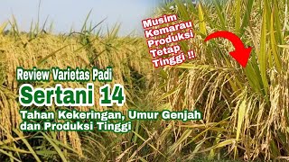 Review Padi Sertani 14, Tahan Kekeringan, Umur Genjah, Produksi Tinggi !!