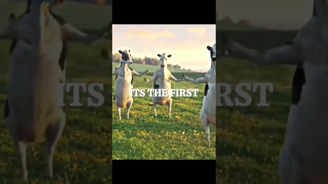 WAKE UP‼️ITS THE FIRST OF THE MONTH 🗣 | #shorts #feed #august1 #cows #cow #funny #dancingcows