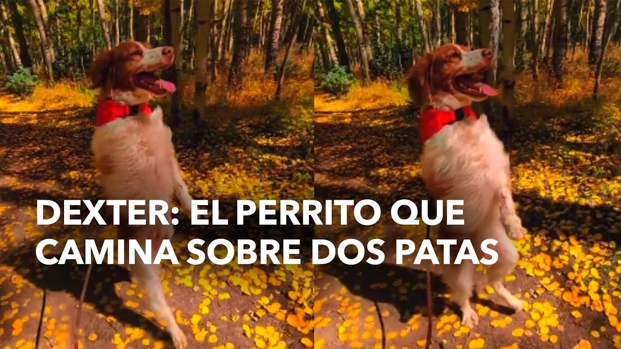 Dexter: El perrito que camina sobre dos patas