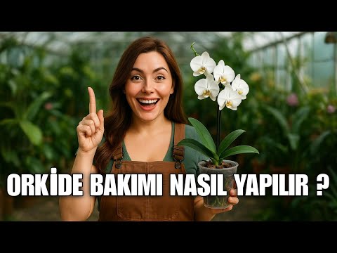 Orkide Bakımı: Çiçek