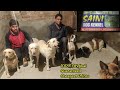 Saini Dog Kennel | All Breeds Available At Wholesale Prices