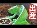 Parson S Chameleon Breeding Birth To Egg Management Parson S Chameleon Breeding Birth To Egg Management
