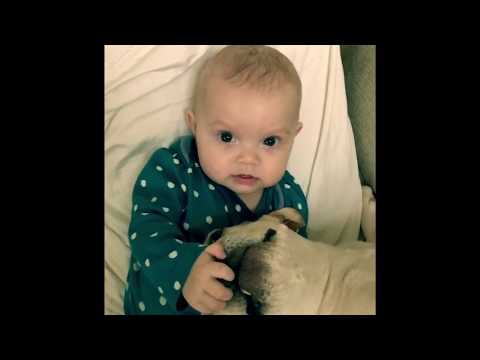 rich surprises french bulldog puppy doovi christmas lullaby songs for a new world lyrics