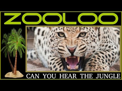 Zooloo - Can you hear the jungle. Dance music. Club music[edm] 90s[techno electro house, trance mix]