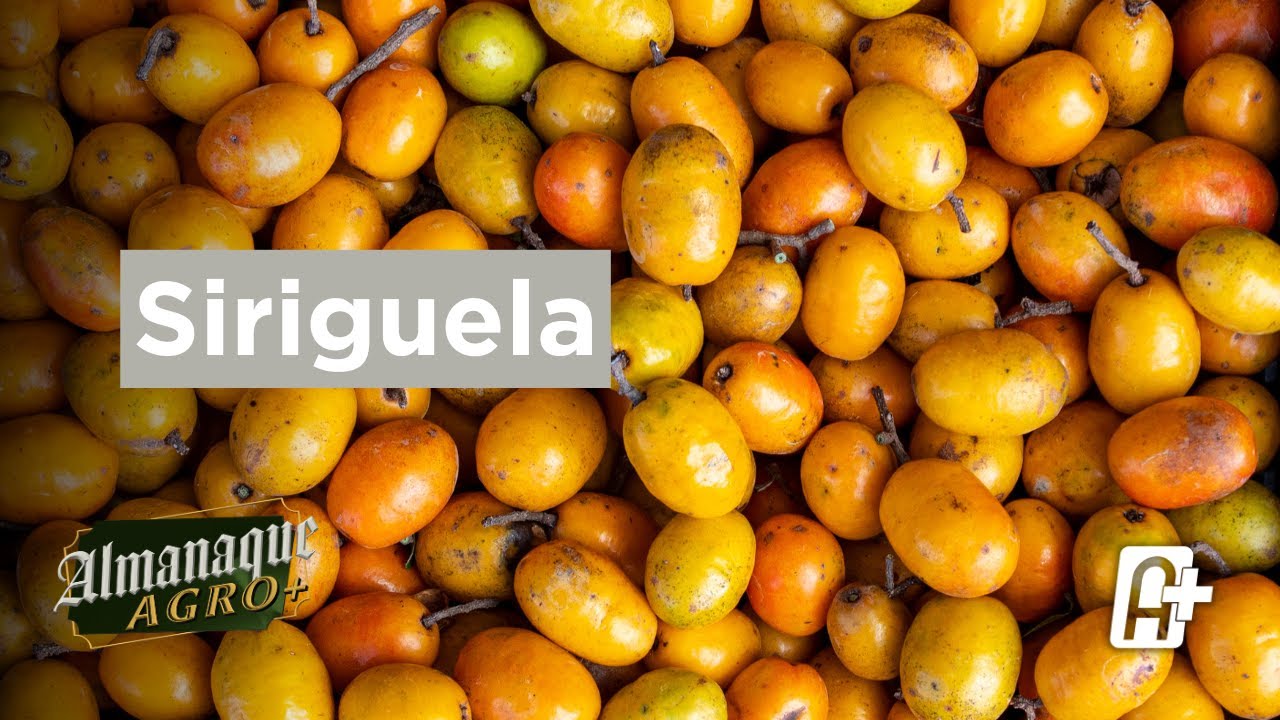 Siriguela | Almanaque Agro+ - YouTube