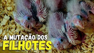 COMO SABER A MUTAÇÃO DOS FLHOTES DE CALOPSITAS?