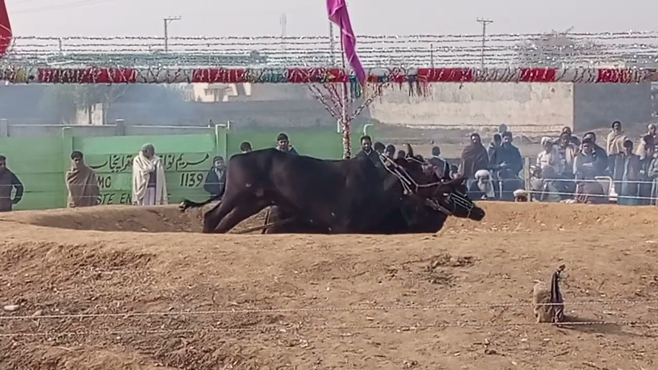 28 دسمبر اکھاڑہ بیل ٹہینکلی بمقام نتھوالہ جوگ بابا چوہدری طالع مہدی مرحوم چتن