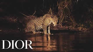 PARFUMS CHRISTIAN DIOR X WWF - Jaguar Rising