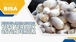 RAHASIA SUKSES BUDIDAYA JAMUR MERANG: TIPS TERBAIK BAGI PEMULA