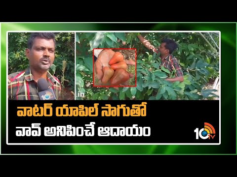 వాటర్ యాపిల్ సాగుతో వావ్ అనిపించే ఆదాయం | Water Apple Farming | Matti Manishi | 10TV