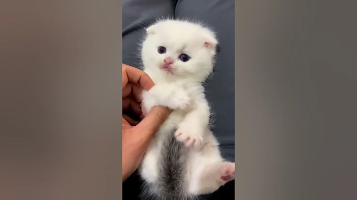 Watch the video about #shorts #cat 🐾#cute😻#cool😎 #cattok #tiktok #catshorts 🐈 #catlover💕#catlove #meows_luv #meow #funny 😹