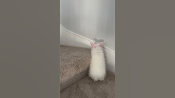 Baby bunny LeLe learns to climb stairs for the first time. #shorts
