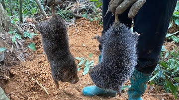 Lâu lâu theo chị em đi đào dúi cái kết ko ngờ |Rừng núi Bắc Kạn