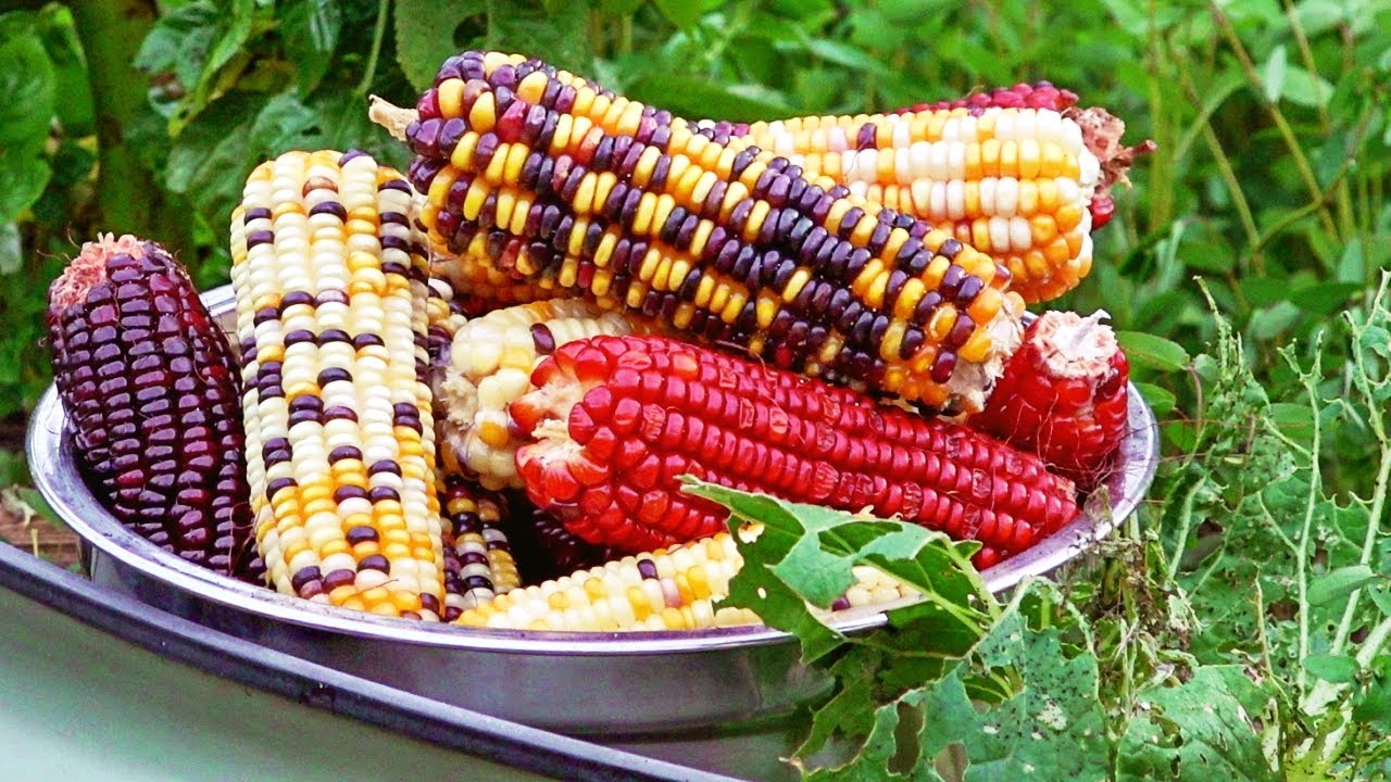 Growing Rainbow Corn & What Does It Taste Like? 