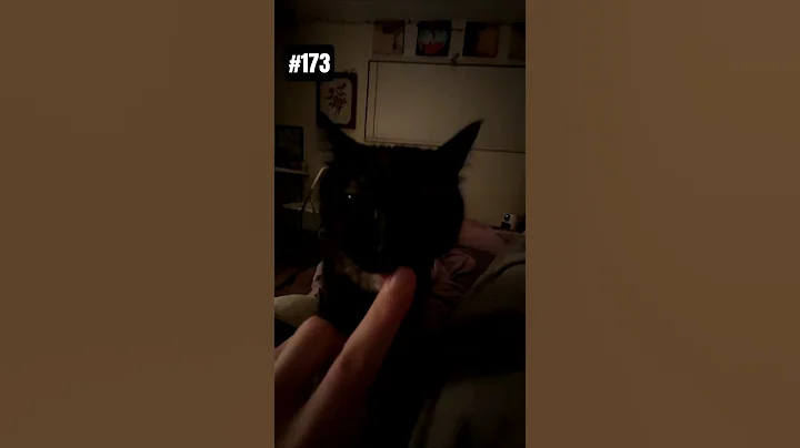 Video 11767321: post, cute cat