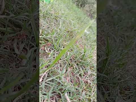 Cholo Cholo Subscribe Trending Video