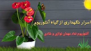 اسرار نگهداری از گیاه آنتوریوم