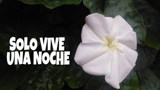 ESTÁ FLOR SOLO VIVE UNA NOCHE