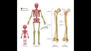 How to Keep Your Bones Healthy and Strong(The most very best way to keep you bone healthy)