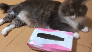 顔を突っ込む猫 ノルウェージャンフォレストキャットdelve into.Norwegian Forest Cat.