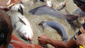 Net Fishing Video | Tons of Big Fish | Gill Net Fishing