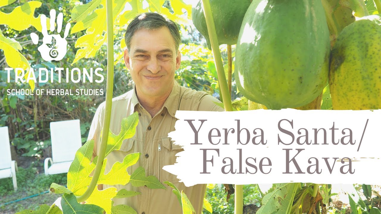 Yerba Santa (False Kava, Root Beer Plant)