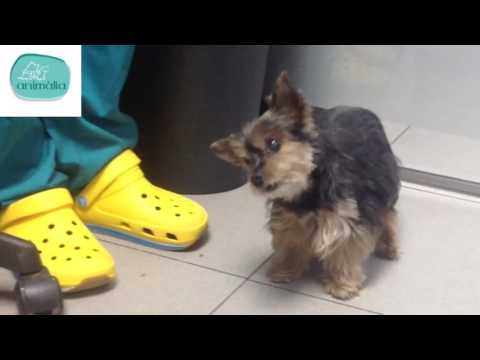 Video: Parálisis ocular y vestibulitis en perros
