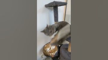 Catnip is a hell of a drug