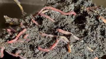 Composting with Craig Ep 339: 95 Degree NJ Red Wiggler Worm Bin Check In