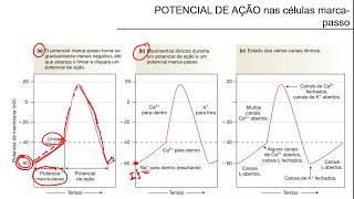 Potencial de Ação no músculo cardíaco - parte 1