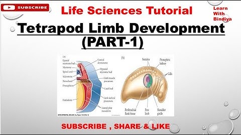 Limb Development (Part-1) || Developmental Biology || Important topic for PG Classes /CSIR NET exam