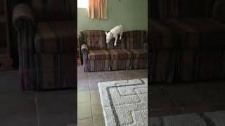Tater Tot...crazy Bull Terrier Banking The Couch
