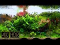 Awesome Aquatic Plant Layout Tank • Fixed 3hours 4K HDR 60fps • Water sound | Real Aquarium