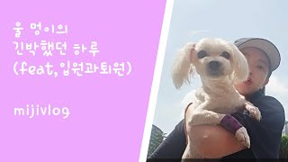 [멍이vlog] 맘졸였던 하루하루😢 | 당뇨,심장병투병기 | 입원과퇴원 |  #vlog#견생일기#견주일상#투병기