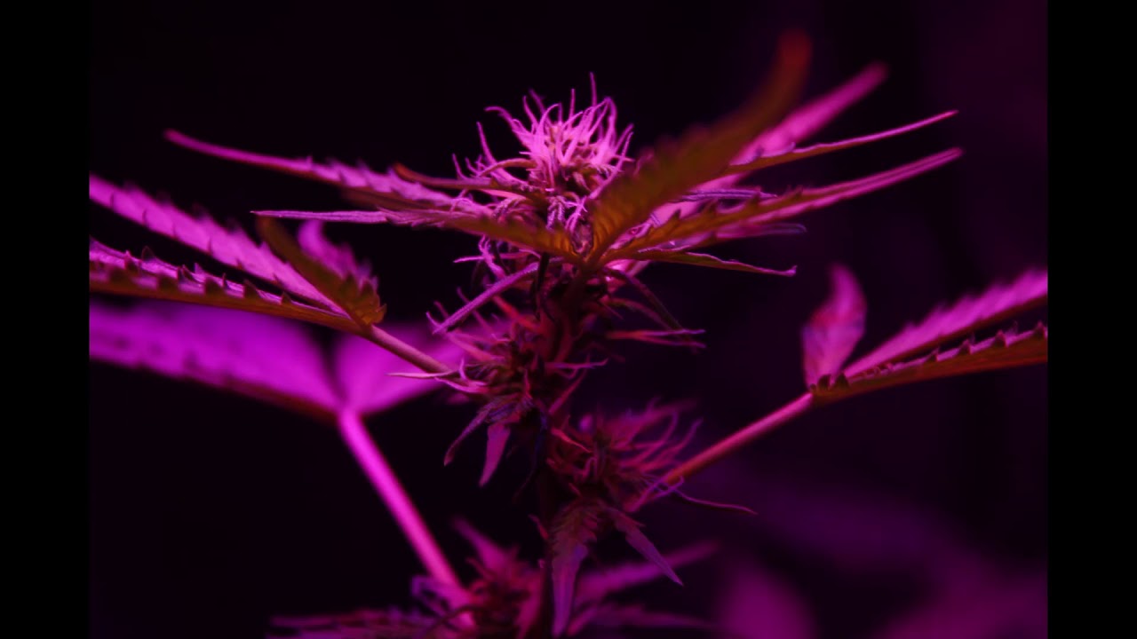 Lemon Skunk AUTOflower PT3