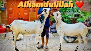 Mashallah❤️ /2k24 / ka phela bakra 🐐a gay ///kitna ka liya ? 😦#viral #foryou #bakramandi