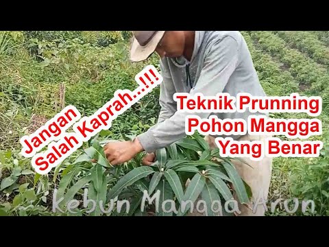 Cara Membuat Pohon Mangga