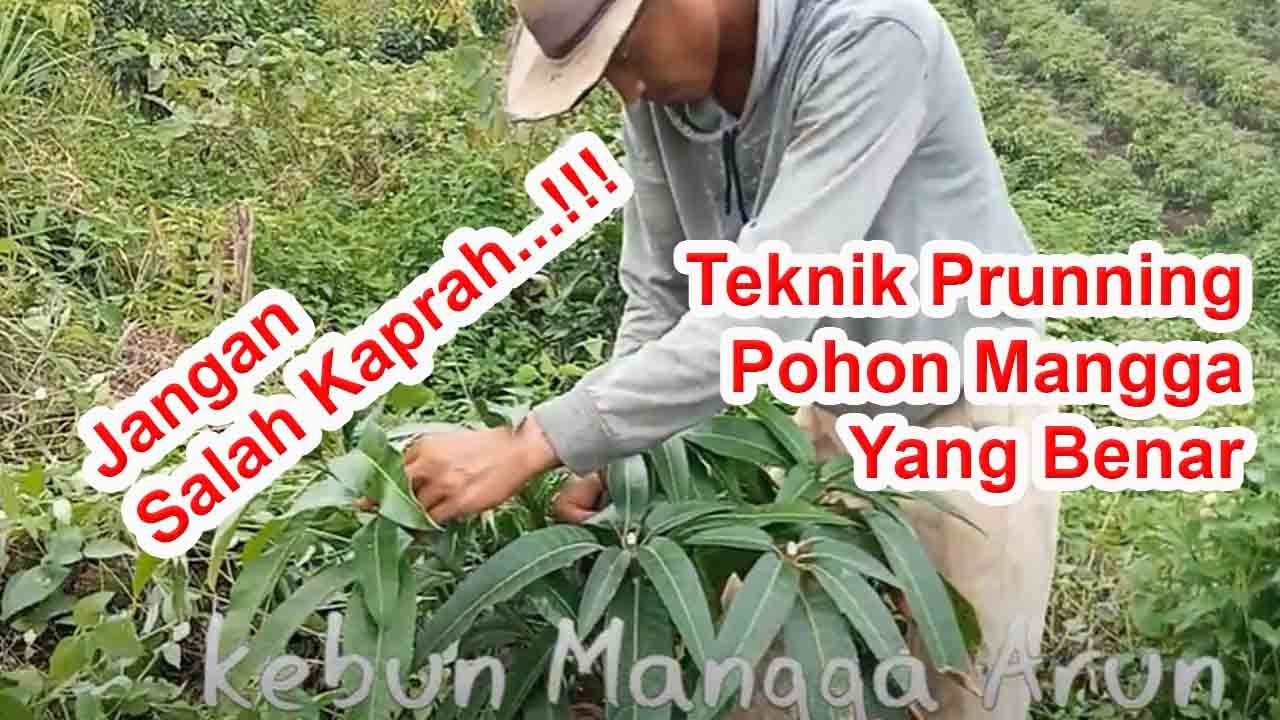 Tahap II: Cara Pruning Pohon Mangga Yang Benar