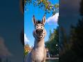 Donkey's Attitude Fun Moment – Too Sassy to Handle! #shorts