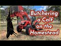 RAISING BEEF CATTLE FOR BEGINNERS – Butchering a Calf for Meat on the Homestead